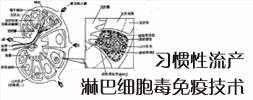 习惯性流产淋巴细胞毒免疫技术